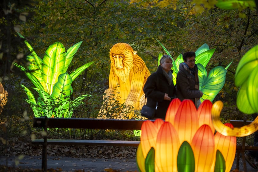 Wystawa Garden of Lights: Dzika Azja we wrocławskim zoo, październik 2024